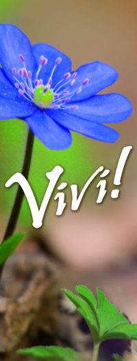 VIVI!